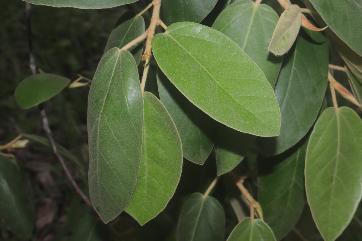 Ficus mollis Vahl